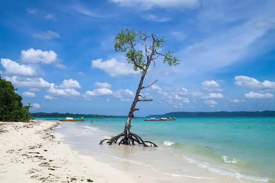 Mangrove on the beach, Havelock Island