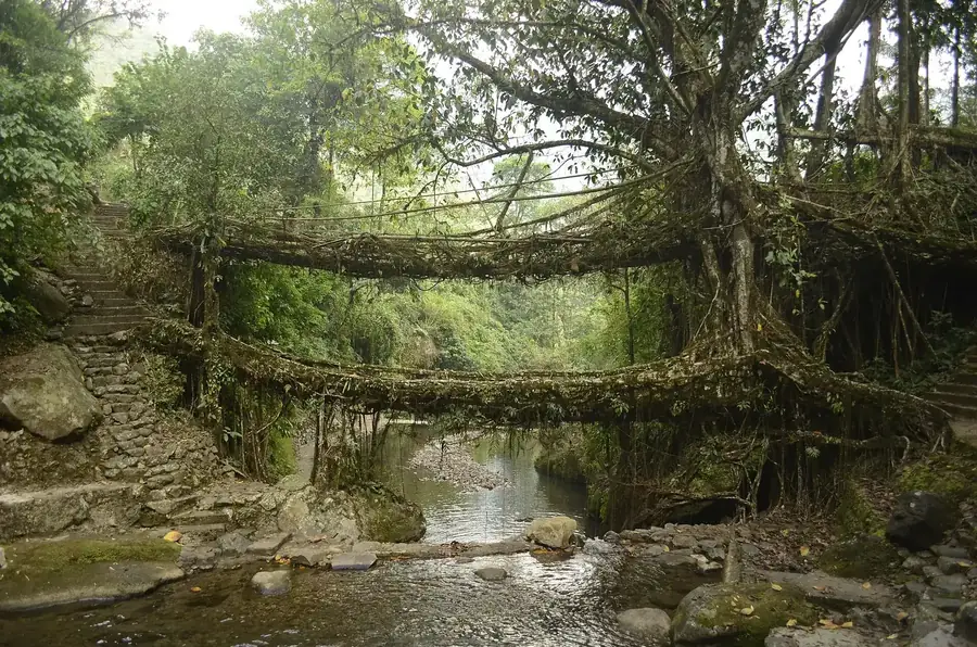 Living root bridges, Meghalaya